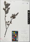 Foto von Salix glabra Scop.